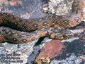 Natrix maura DE: Vipernatter UK: Viperine Snake ES: Culebra viperina IT: biscia viperina CZ: u�ovka maursk� FR: Couleuvre vip�rine PL: Zaskroniec �mijopodobny